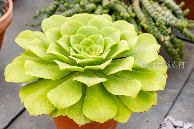 英国伦敦平顶Aeonium (Tabuliforme)